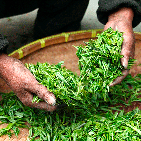 Зеленый и черный чай – разные сорта растения?